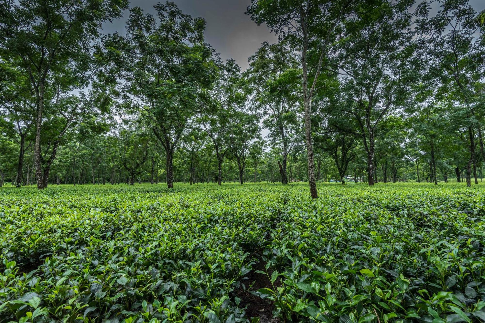 Tusker Tea County Ξενοδοχείο Chālsa Εξωτερικό φωτογραφία
